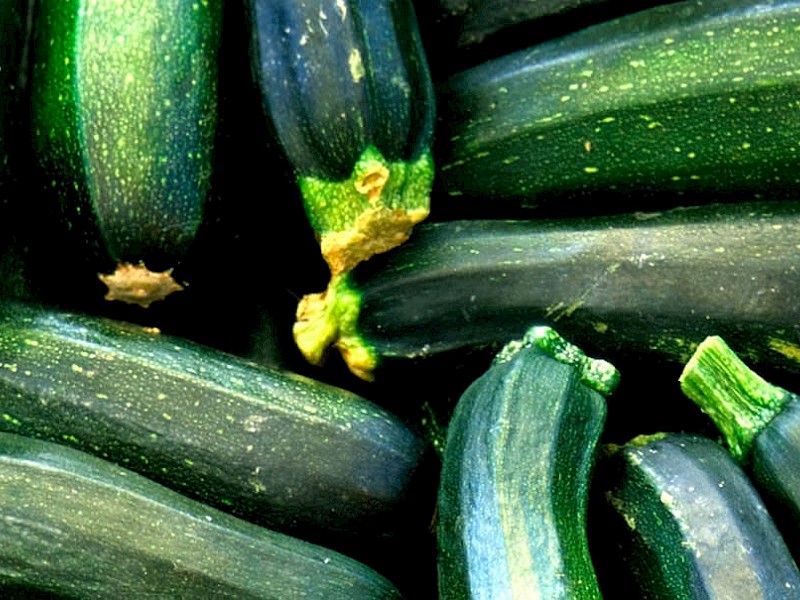 Courgette